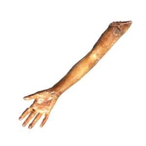 BODY PARTS - Severed Arm